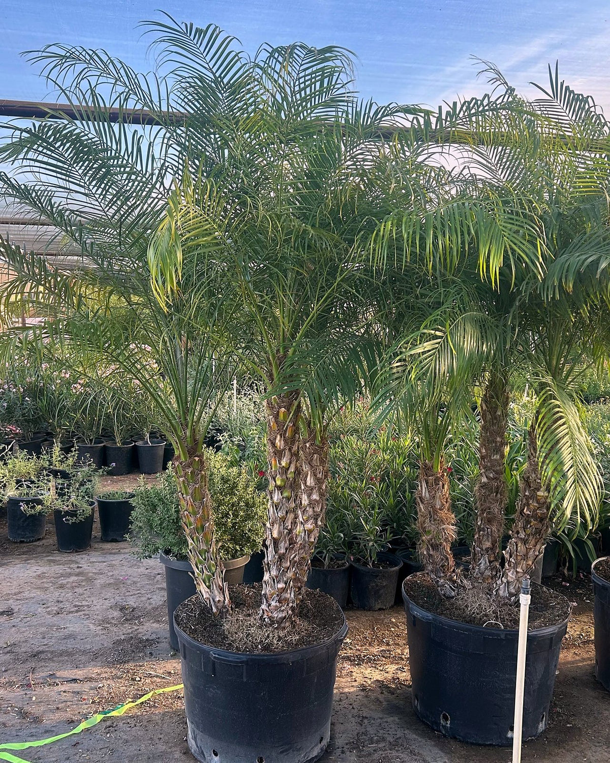 Pygmy Date Palm