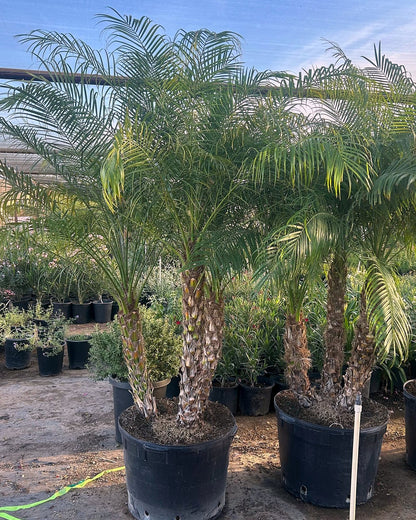 Pygmy Date Palm