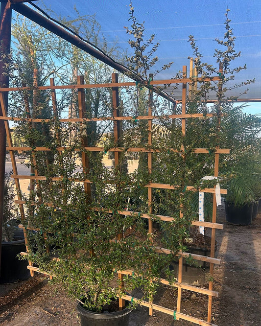 Pyracantha Espalier