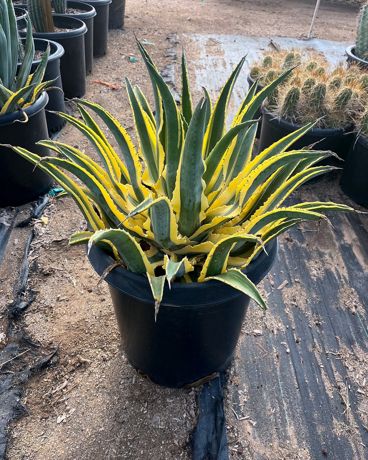 Buy Quazimoto Agave Phoenix, AZ | Agave cornelius | Three Timbers