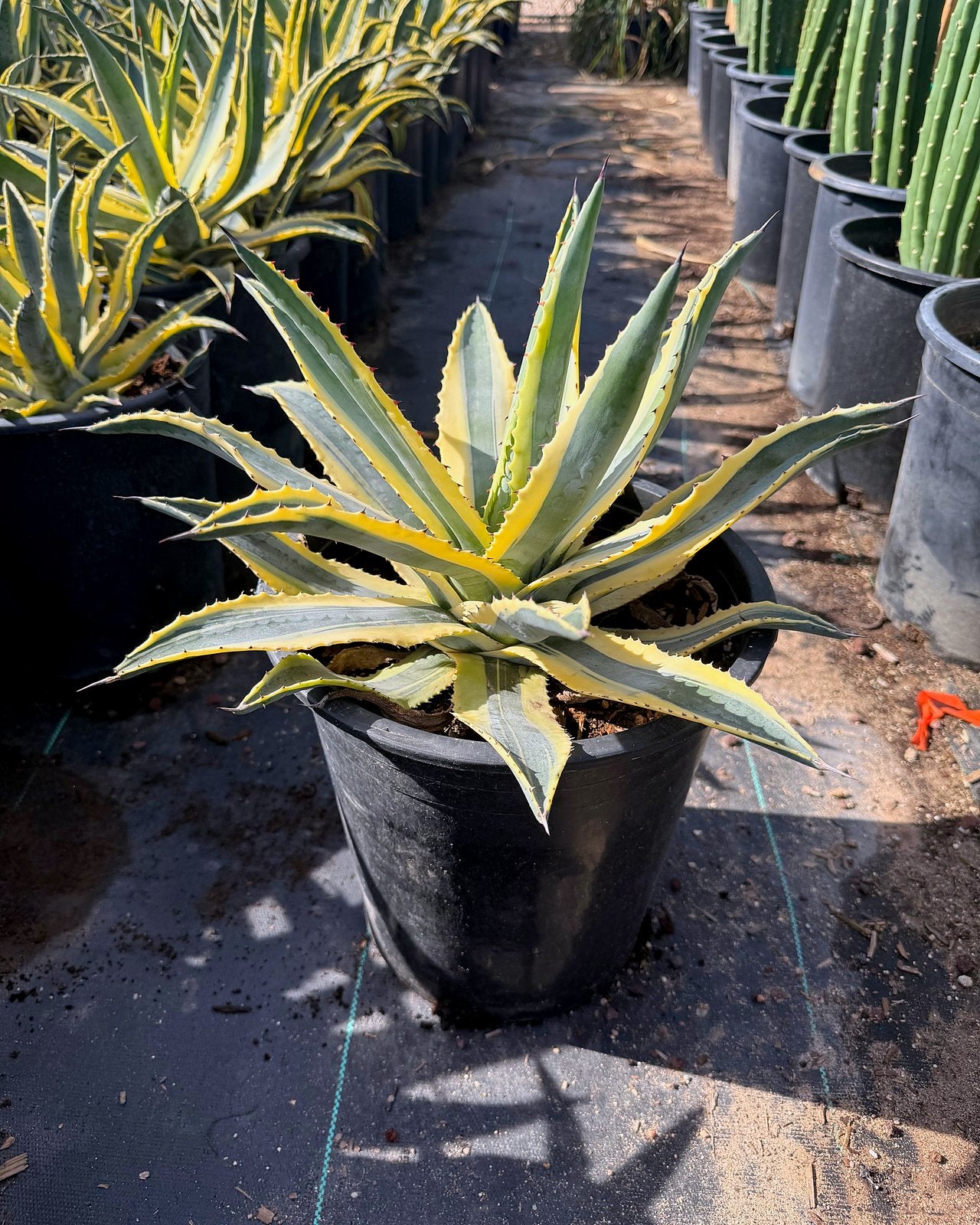 Buy Quazimoto Agave Phoenix, AZ | Agave cornelius | Three Timbers