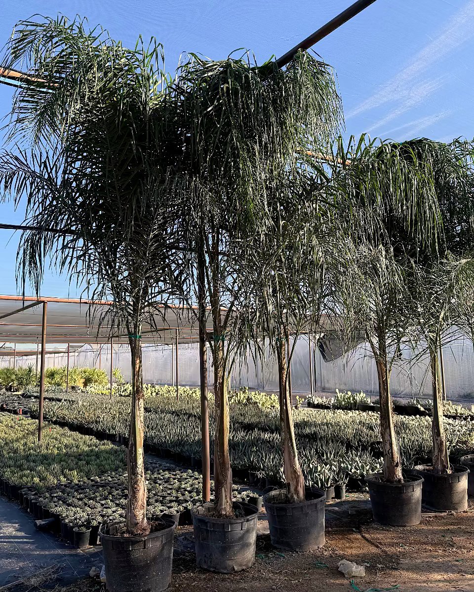 Queen Palm