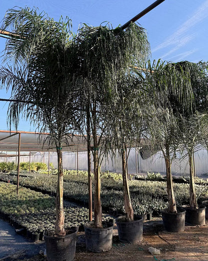 Queen Palm