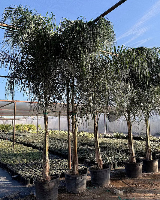 Queen Palm