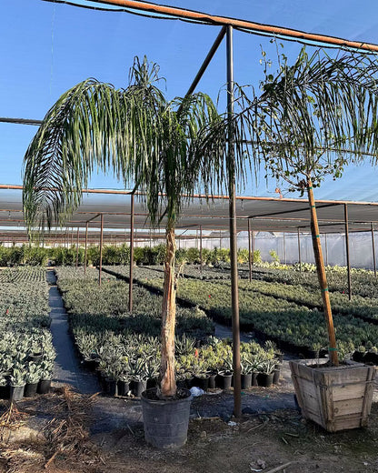 Queen Palm