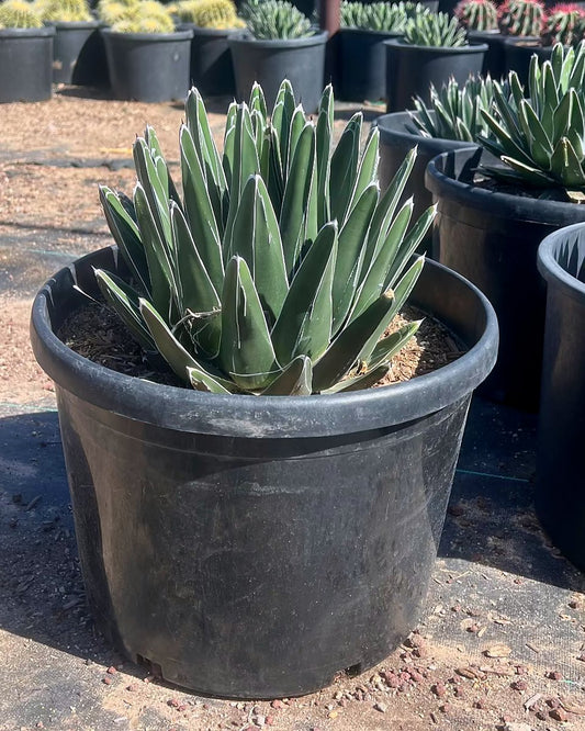 Queen Victoria Agave