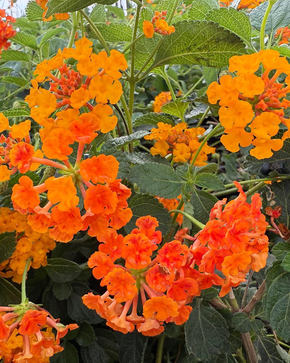 Radiation Lantana