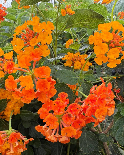 Radiation Lantana