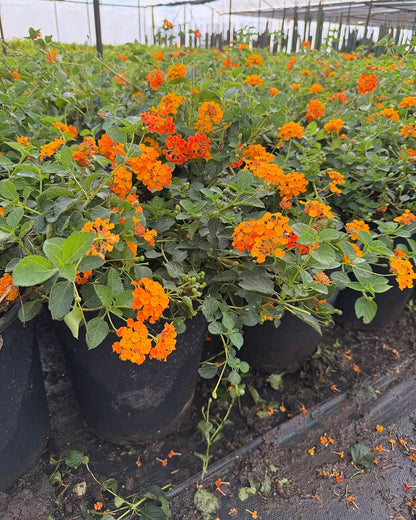 Radiation Lantana