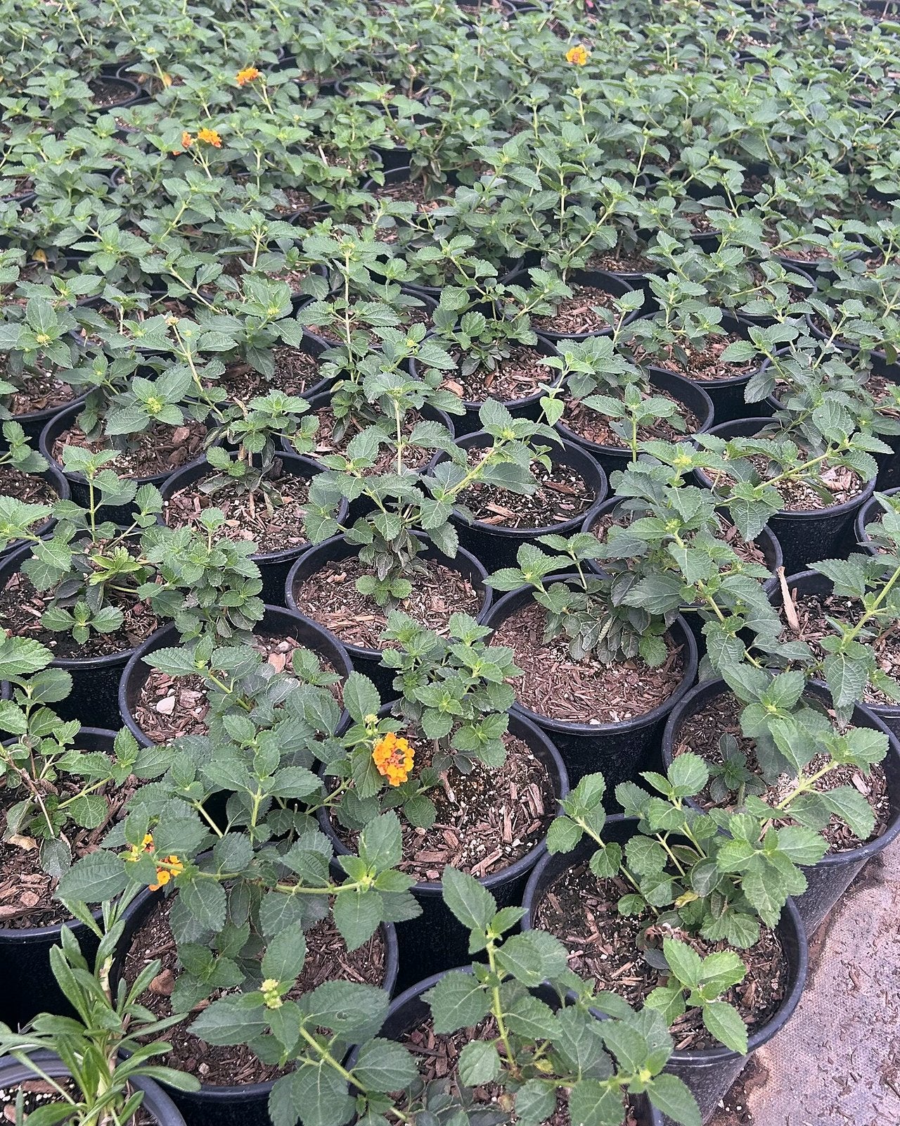Radiation Lantana