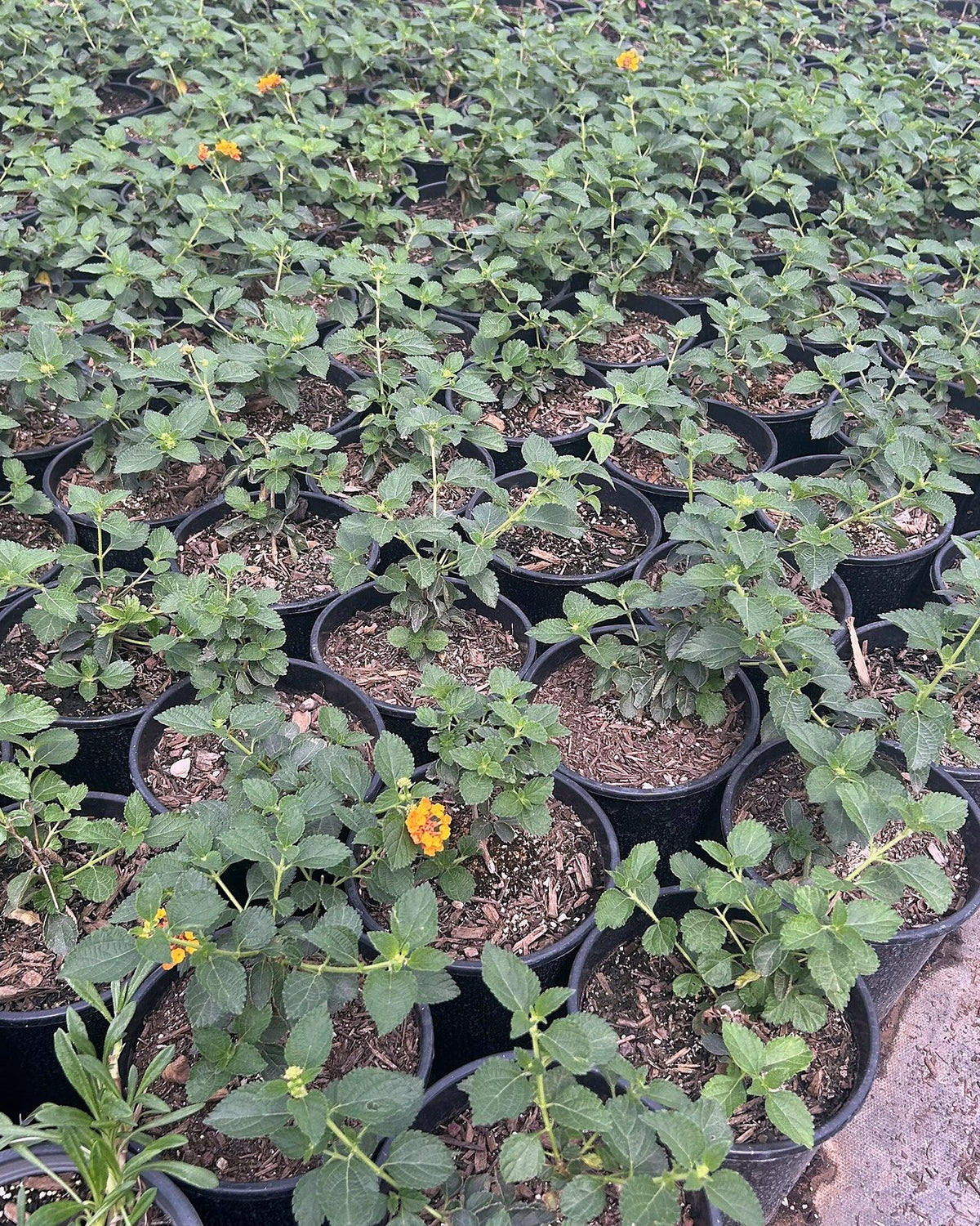 Radiation Lantana