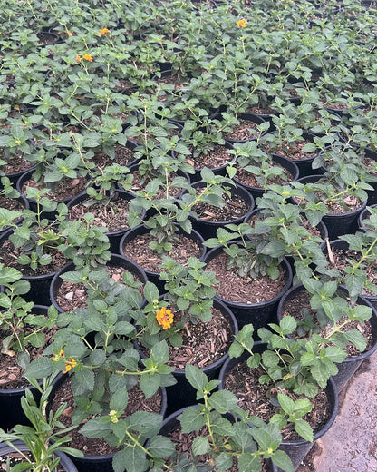 Radiation Lantana