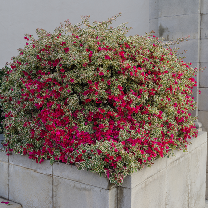 Raspberry Ice Bougainvillea with magenta bracts and variegated foliage against stone wall — Phoenix, AZ