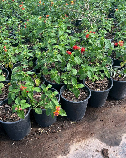 Red Lantana