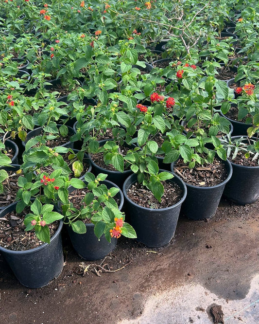 Red Lantana