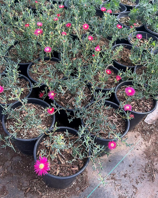Red Ice Plant