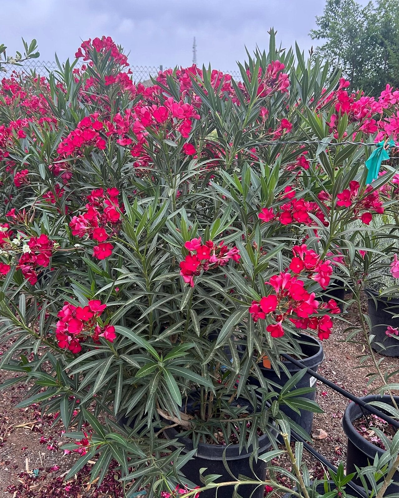 Red Oleander