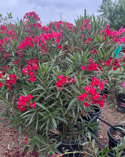 Red Oleander