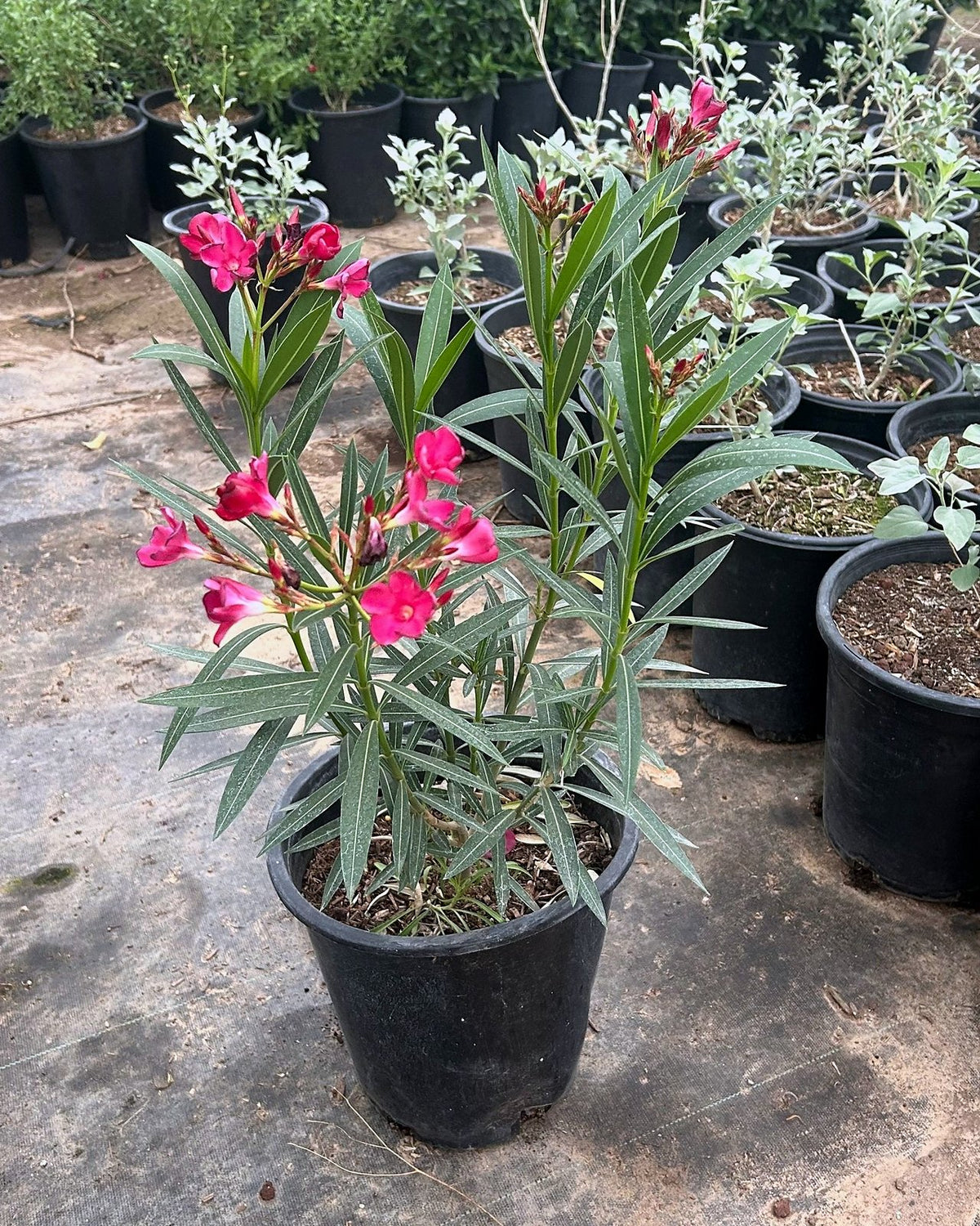Red Oleander