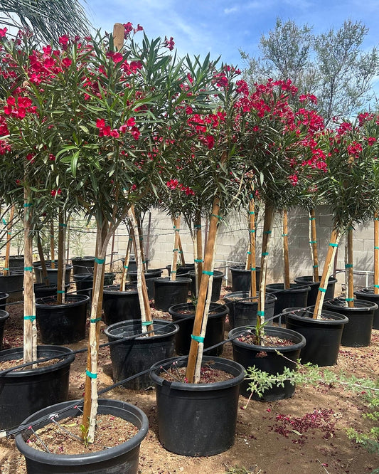 Red Oleander Tree