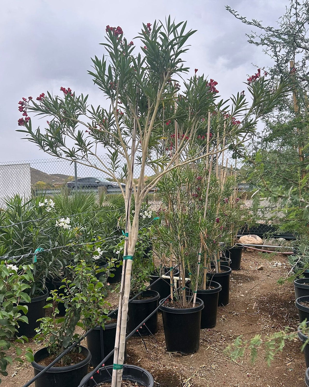 Red Oleander Tree