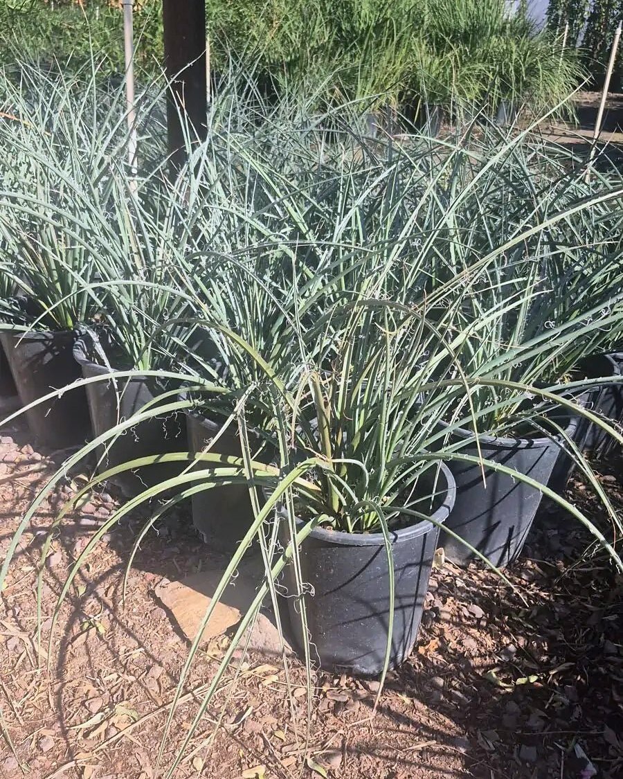 Red Yucca