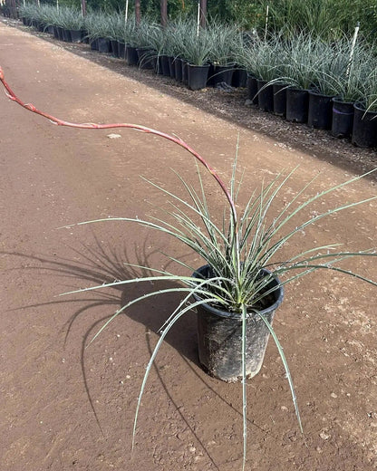 Red Yucca