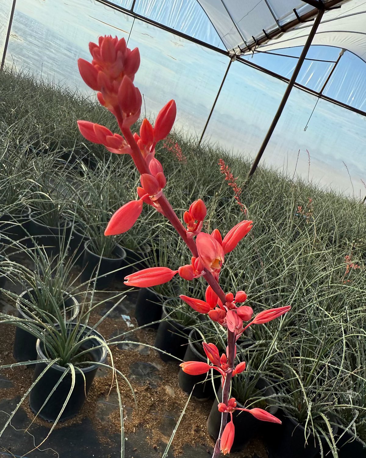 Red Yucca