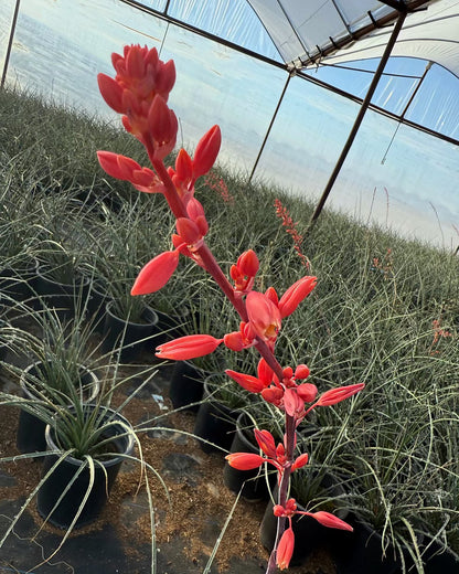 Red Yucca