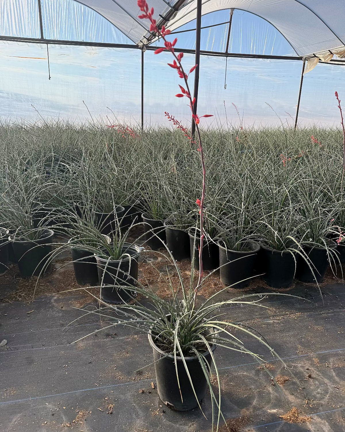 Red Yucca