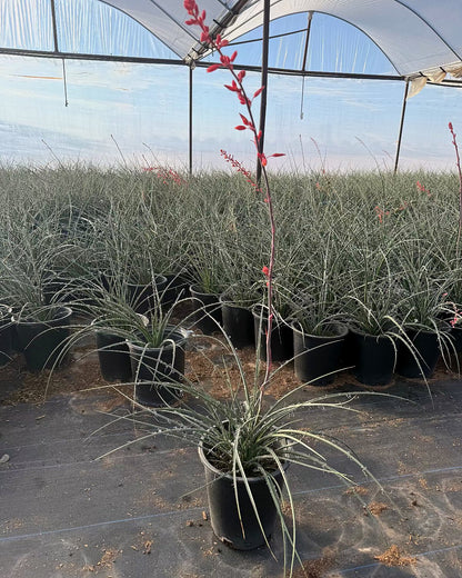 Red Yucca