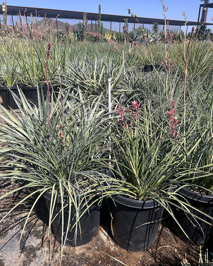 Red Yucca