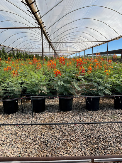 Red Bird of Paradise