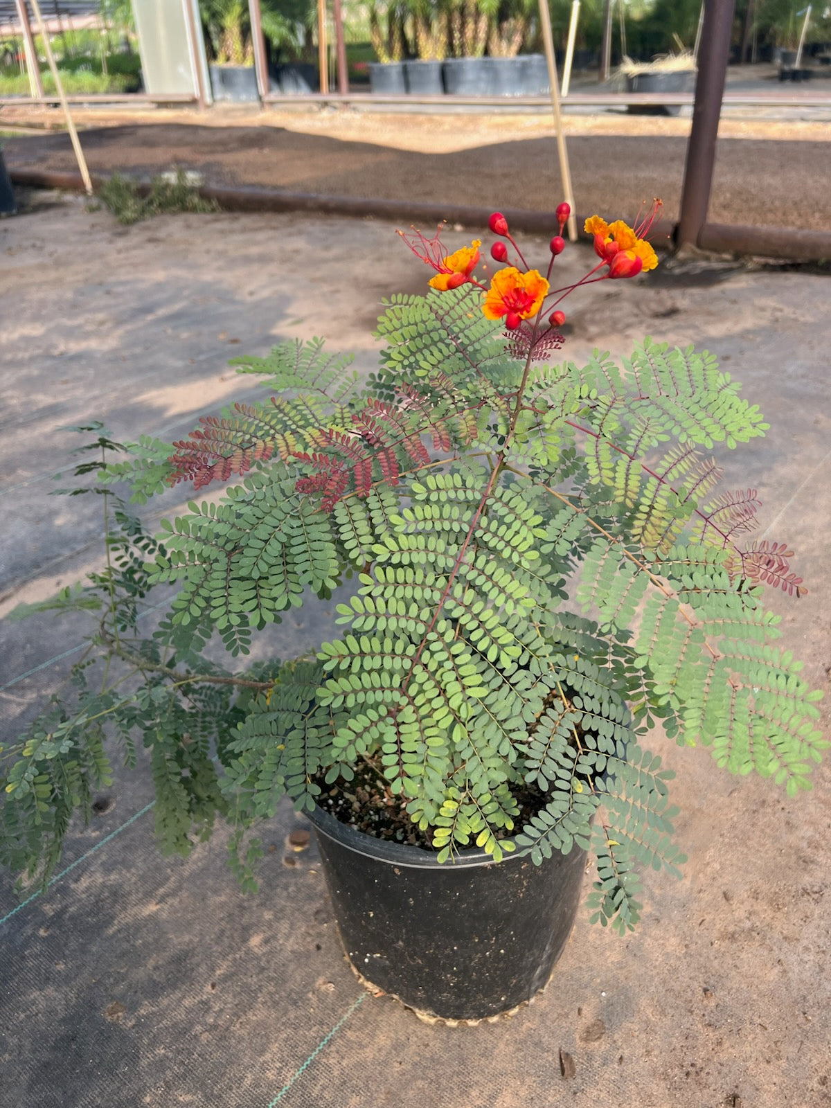 Red Bird of Paradise