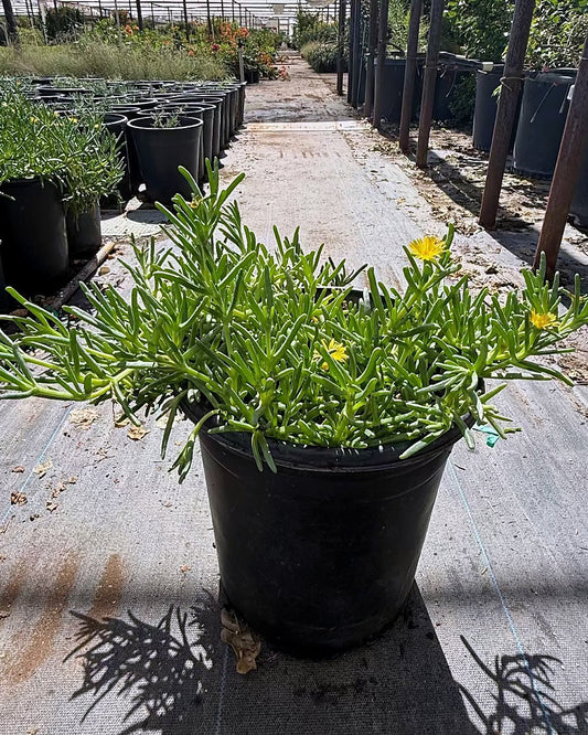 Rocky Point Ice Plant