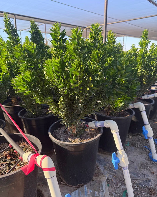 Roman Myrtle