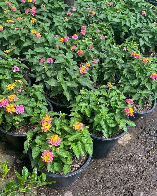 Rose Lantana