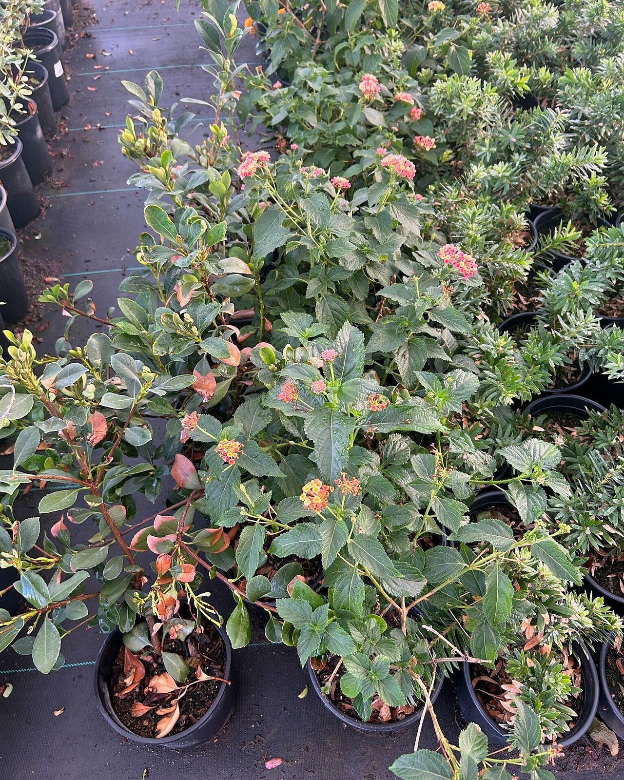 Rose Lantana