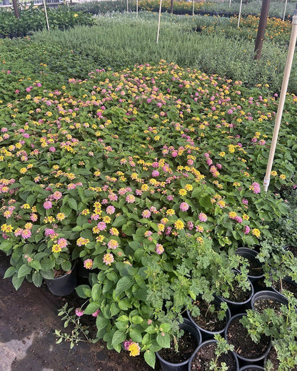 Rose/Pink Lantana