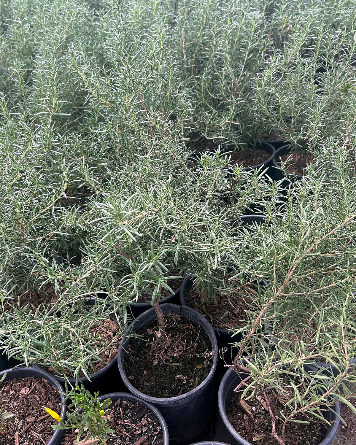 Rosemary 'Tuscan Blue'