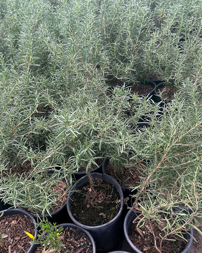Rosemary 'Tuscan Blue'