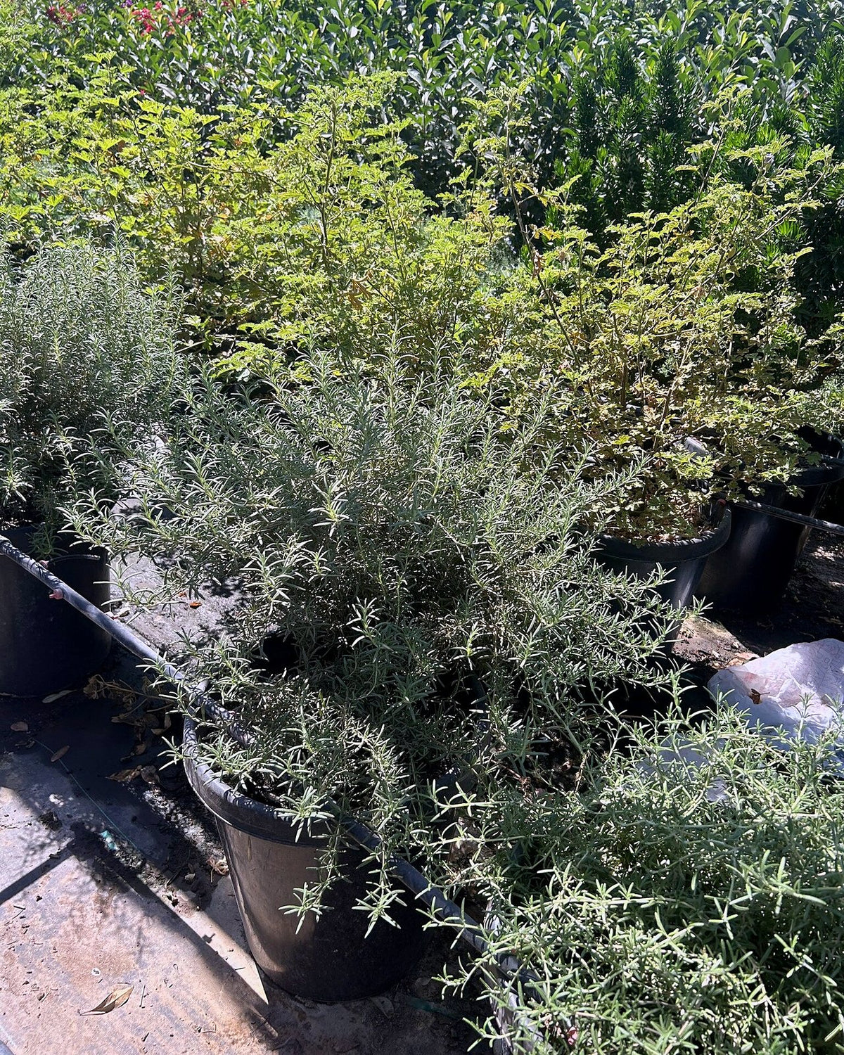Rosemary 'Tuscan Blue'