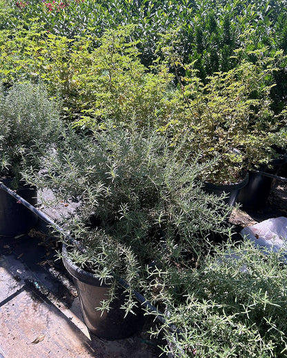 Rosemary 'Tuscan Blue'