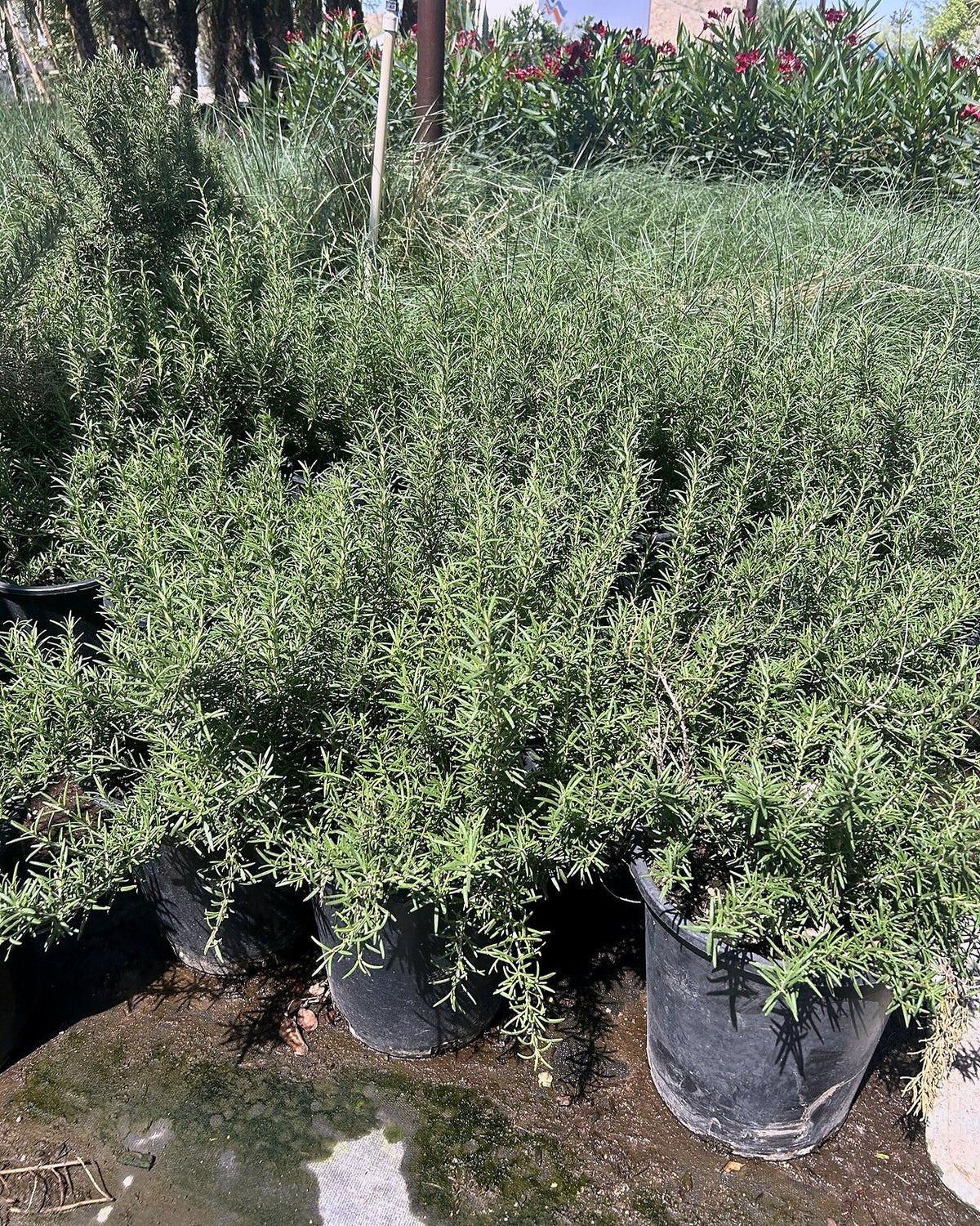 Rosemary 'Tuscan Blue'