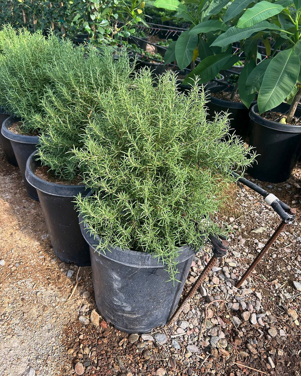Rosemary 'Tuscan Blue'