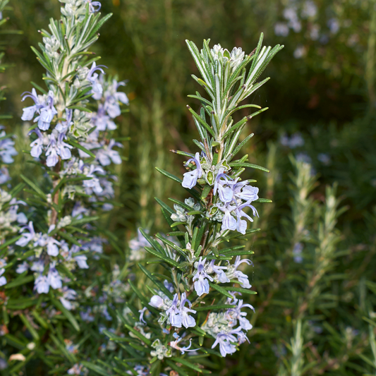 Rosemary 'Tuscan Blue'