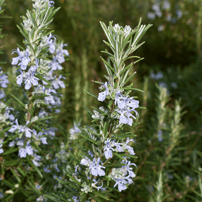 Rosemary 'Tuscan Blue'