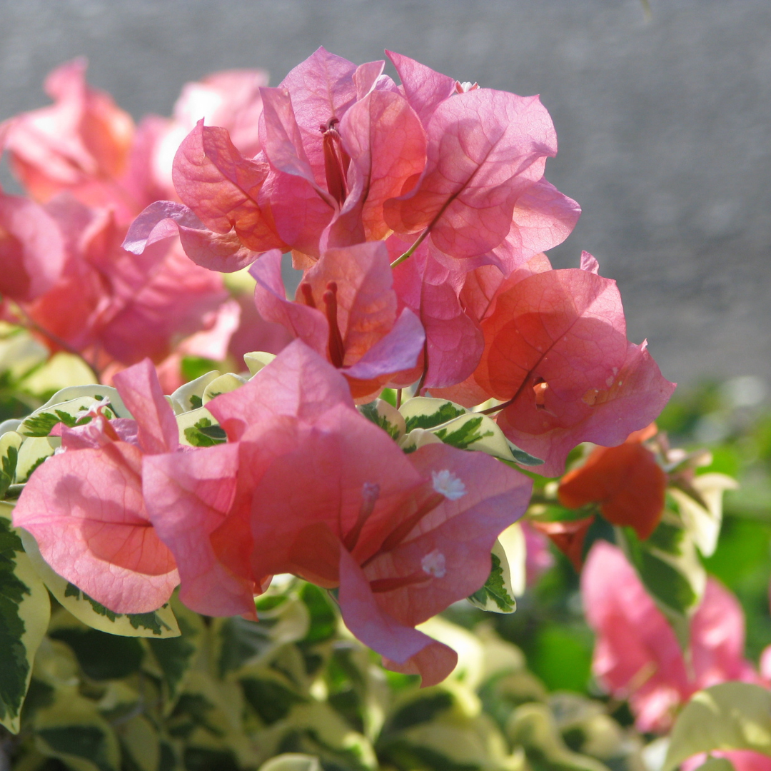 Bougainvillea 'Rosenka'