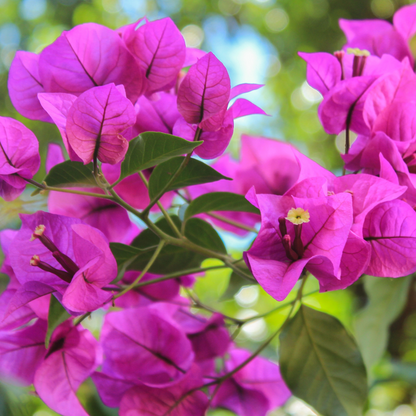 Purple Bougainvillea