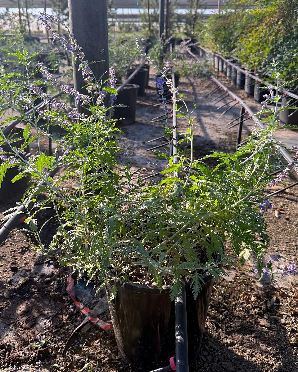 Russian Sage